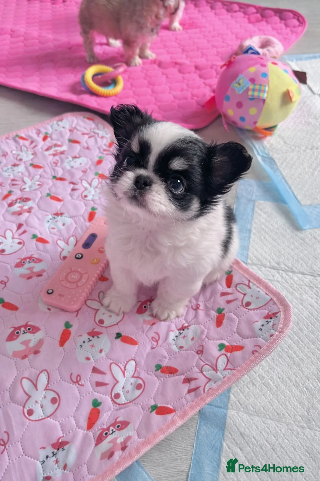 Chihuahua dogs for sale: Long Coat Chihuahua Boys Outstanding Quality ⭐️ - Advert 22