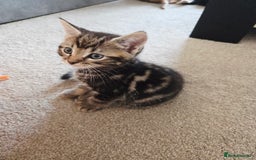 Mixed Breed cats for sale: One boy kitten - Image 1
