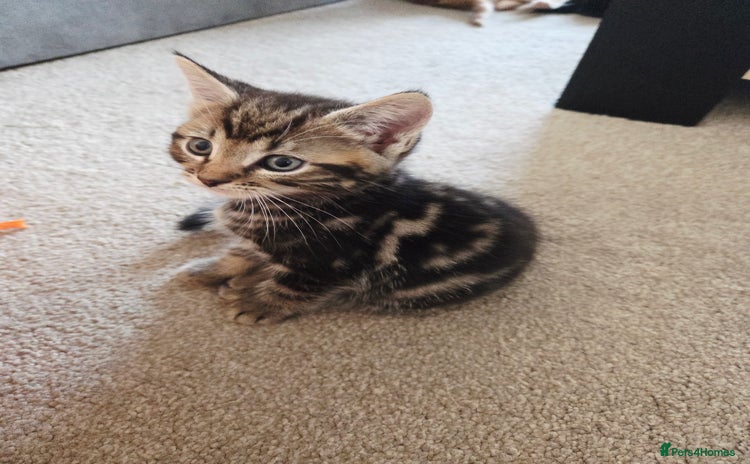 Mixed Breed cats - Advert 14