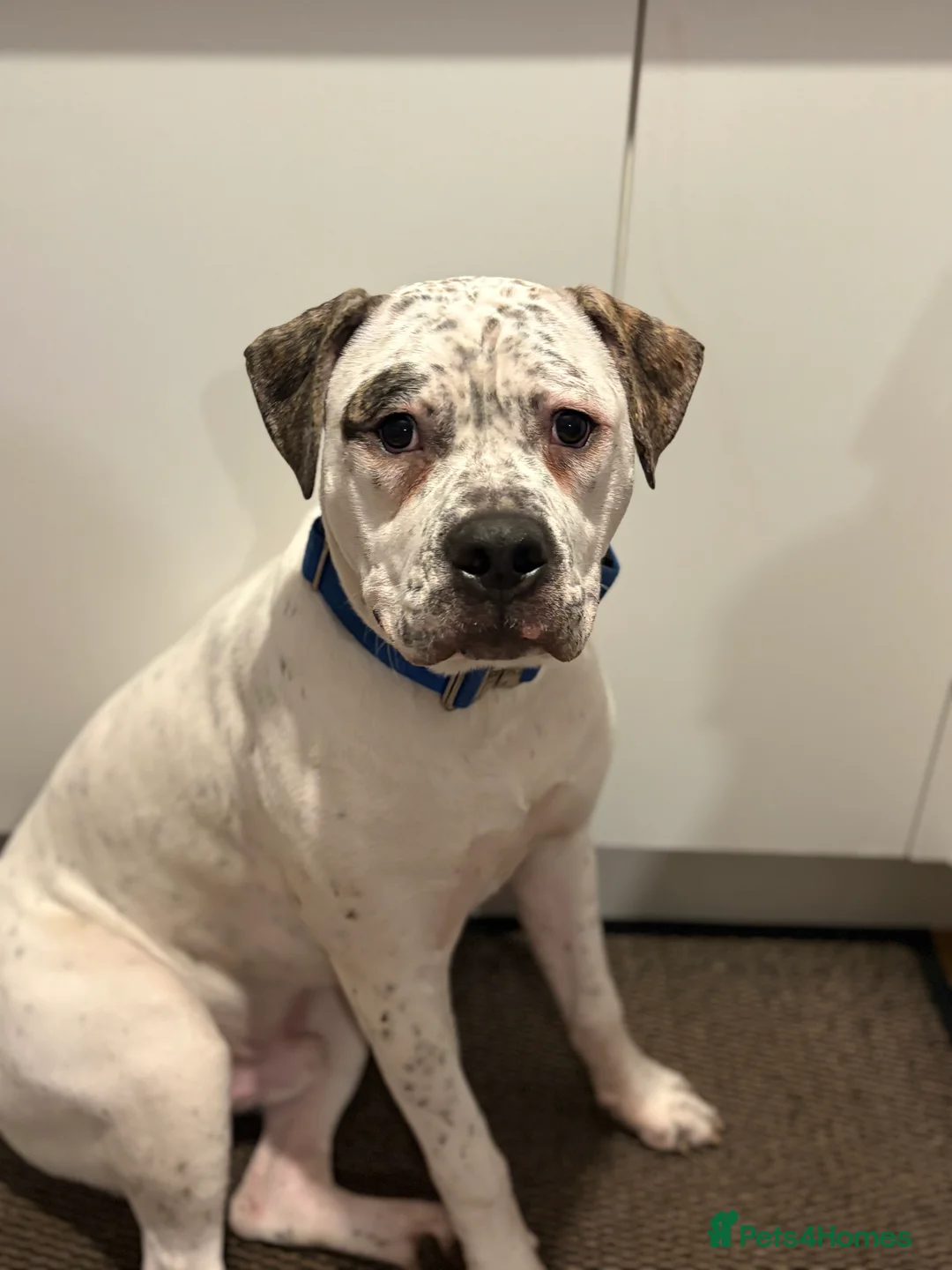 Mixed Breed dogs for sale: 7 month old male  - Advert 1