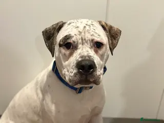 Mixed Breed dogs 7 month old male - Advert 1