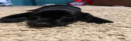 Mixed Breed dogs for sale: Dachshund/ Springer Spaniel puppies - Advert 4