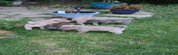 Mixed Breed dogs for sale: Chaffy babies - Advert 11