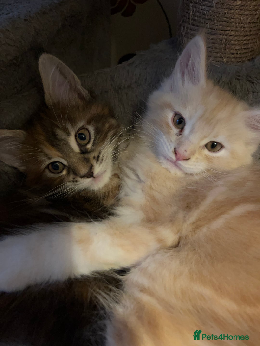 Maine Coon cats for sale: Purebred Maincoons Kittens - Advert 14