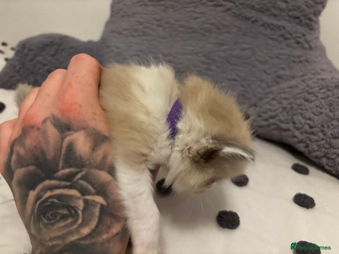 Ragdoll cats for sale: Ragdoll kittens  - Image 8