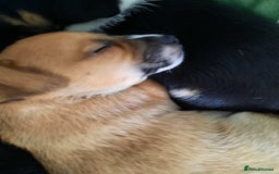 Jack Russell dogs for sale: Mini jack russells  - Image 13