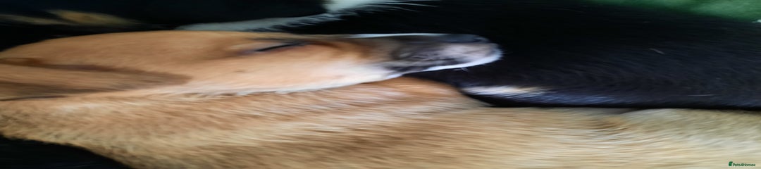 Jack Russell Puppy 3