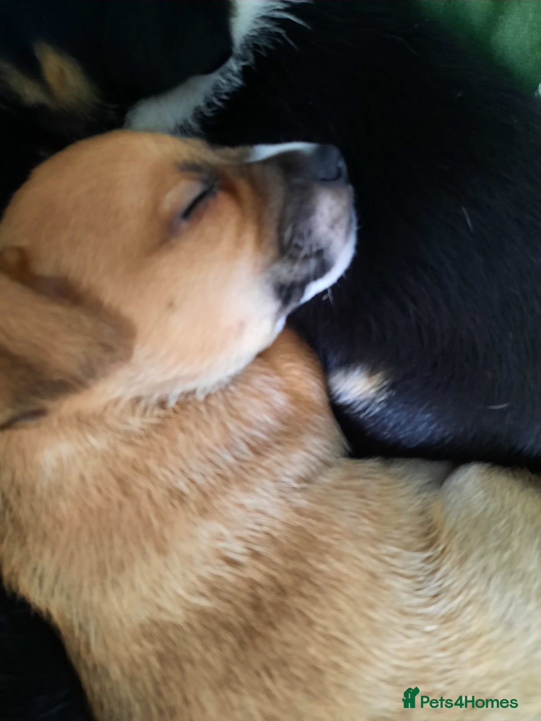 Jack Russell dogs for sale: Mini jack russells  - Image 13