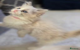 Ragdoll cats for sale: Ragdoll Kittens  - Advert 11