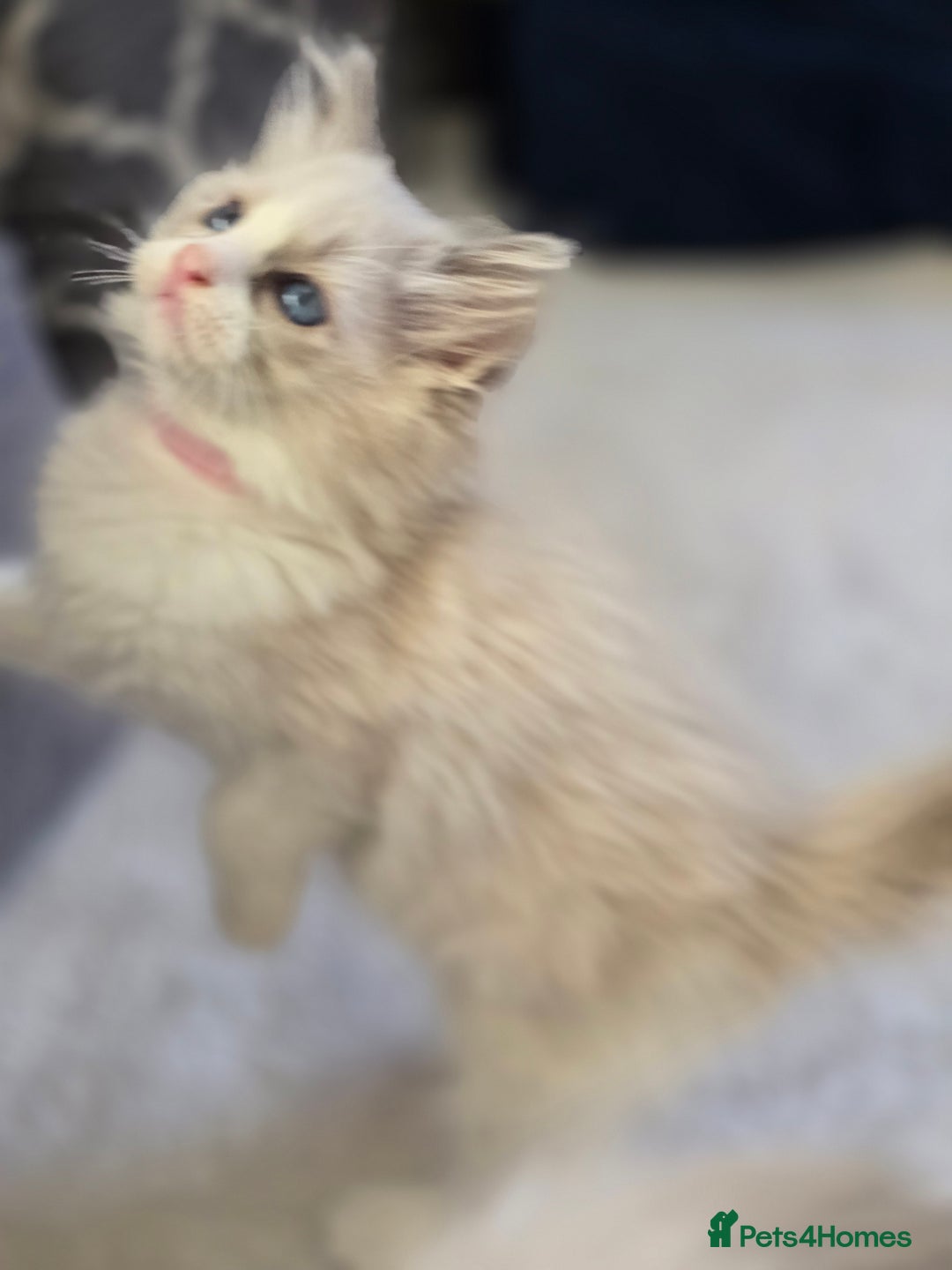 Ragdoll cats for sale: Ragdoll Kittens  - Advert 11