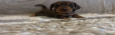 Miniature Dachshund Puppy 1
