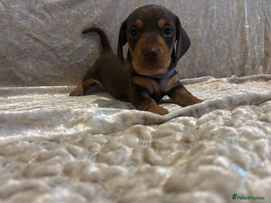 Miniature Dachshund dogs for sale: Mini Dachshund Available - Advert 13