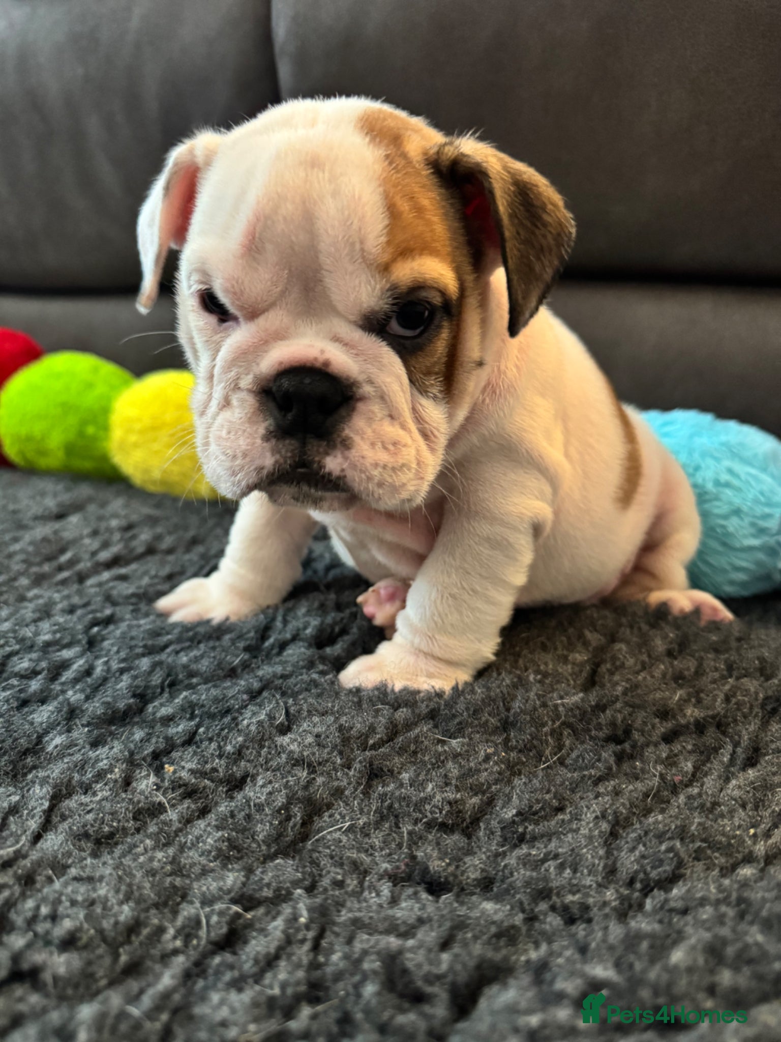 English Bulldog dogs KC REG Red/White English Bulldogs READY NOW!! - Advert 6