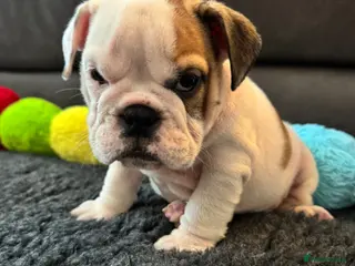 English Bulldog dogs KC REG Red/White English Bulldogs READY NOW!! - Advert 6