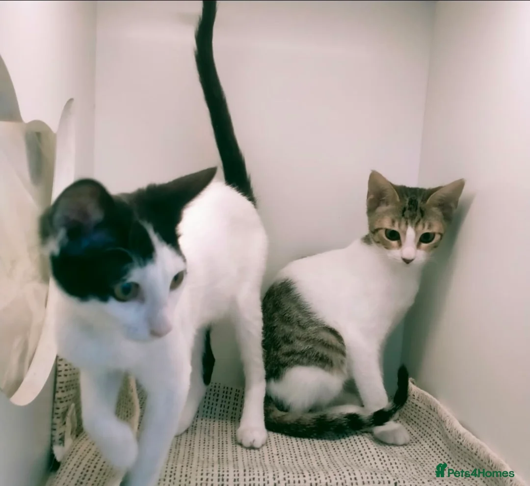 Mixed Breed cats for adoption: [Indoors Only] Yuki & Suki - Adorable Siblings - Advert 6
