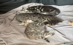 Bengal cats for sale: Stunning mix bengal kittens  - Advert 4