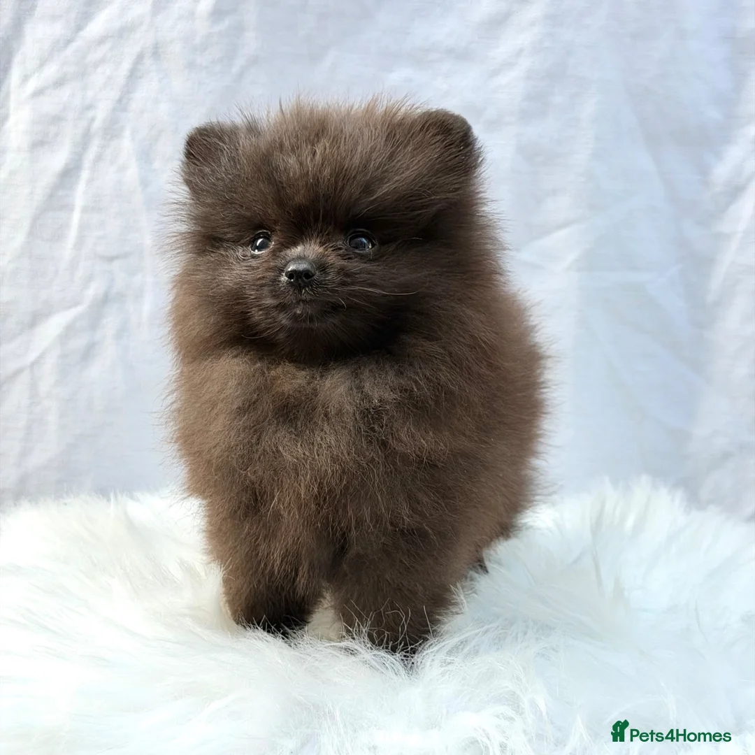 Pomeranian dogs for sale: ✨ Tiny Teddy Face Pomeranian Puppies 🐻✨ - Advert 1