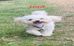 Maltipoo dogs for sale: Asian Teddy Toy Maltipoos - Rare Size, Home Raised - Image 10