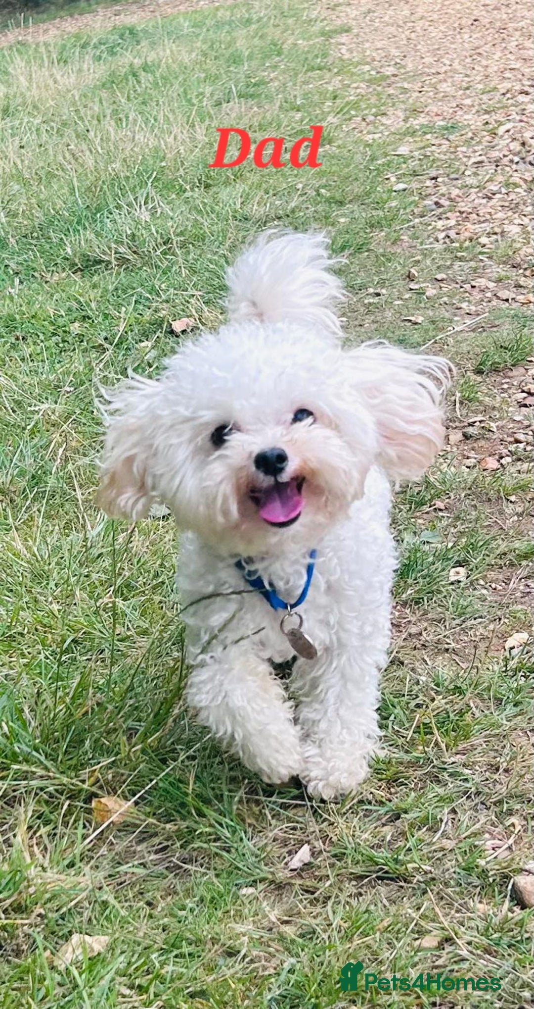 Maltipoo dogs for sale: Asian Teddy Toy Maltipoos - Rare Size, Home Raised - Image 10