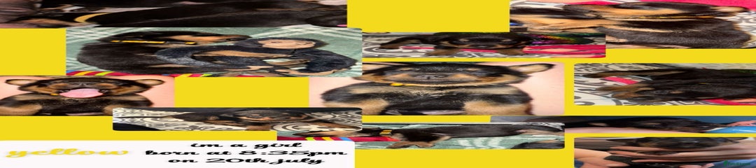 Rottweiler Puppy yellow