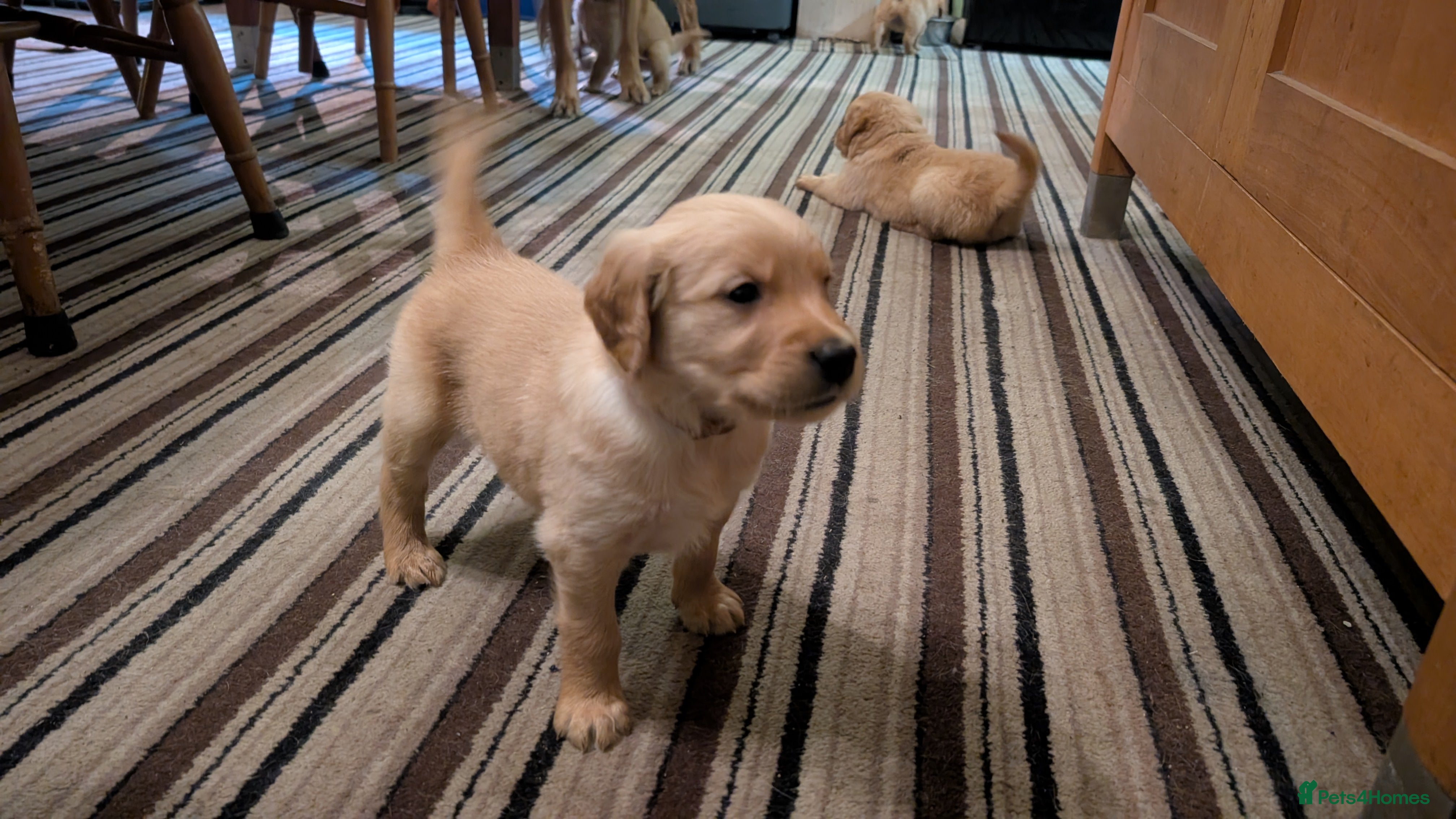 Golden Retriever dogs KC Reg Working Golden Retriever Puppies  - Advert 15