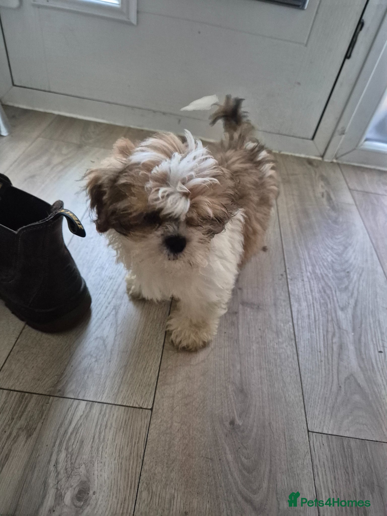 Shih Tzu dogs Hugo is the last of the litter - Advert 1