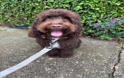 Cockapoo dogs for sale: Chocolate cockerpoo girl - Image 4
