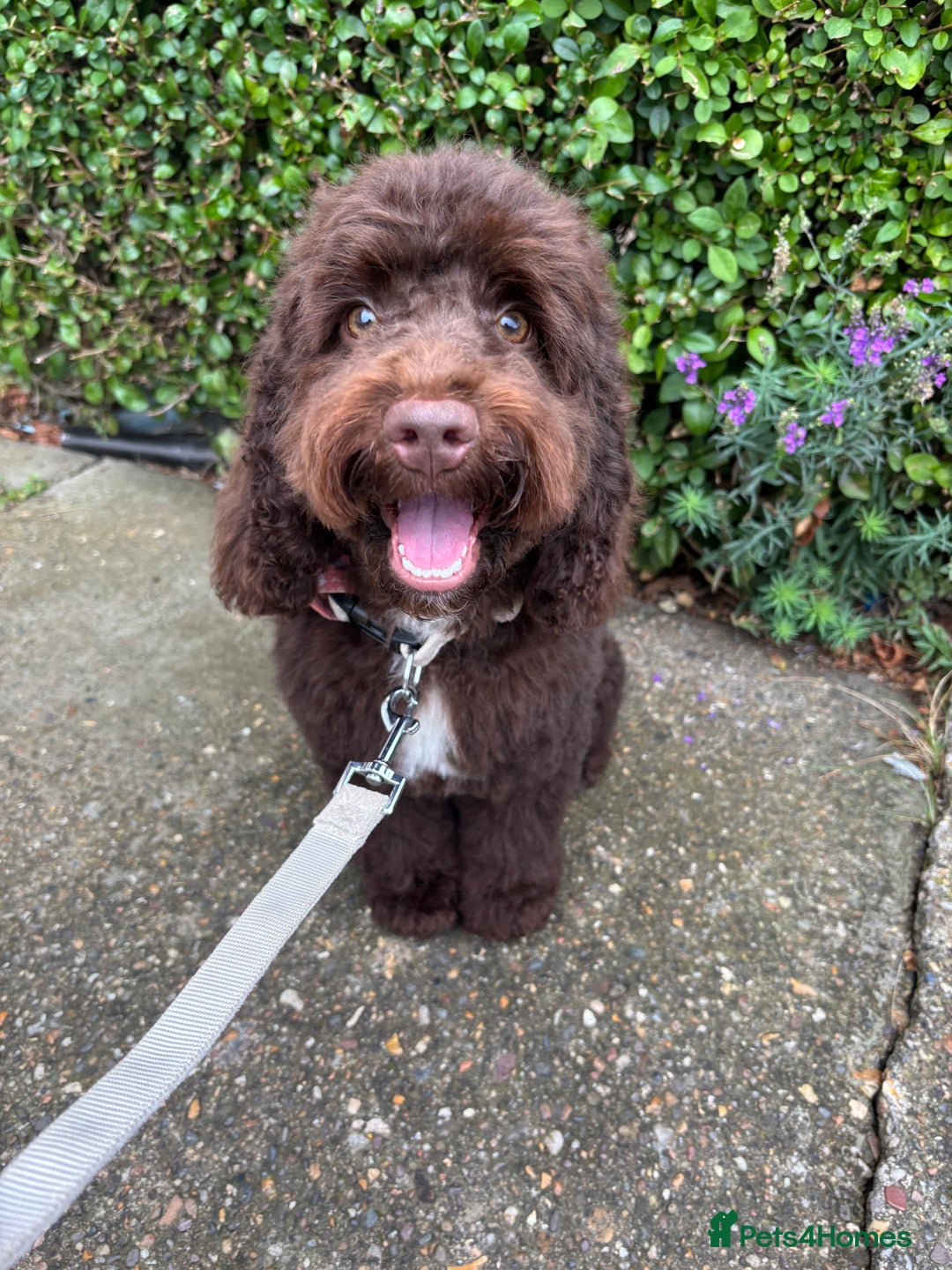 Cockapoo dogs for sale: Chocolate cockerpoo girl - Image 4