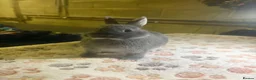 Netherland Dwarf rabbits for sale: blue otter Netherland dwarf does - Advert 14