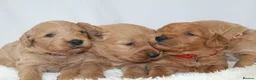 Mini Goldendoodle dogs for sale: F1 Miniature Goldendoodle’s - Advert 15