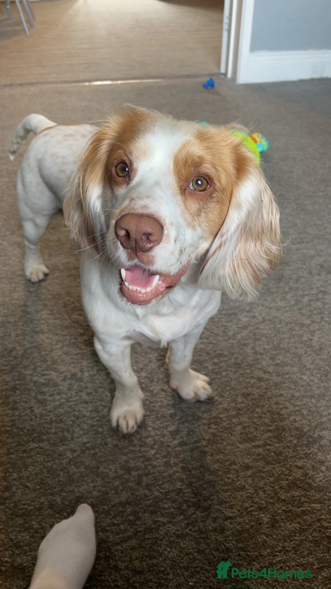 Cocker Spaniel dogs for stud: For stud  in Peterlee - Advert 2