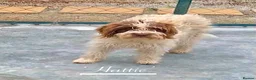 Mixed Breed dogs for adoption: Hattie. 5 yrs approx. Reserved STC.  - Advert 1