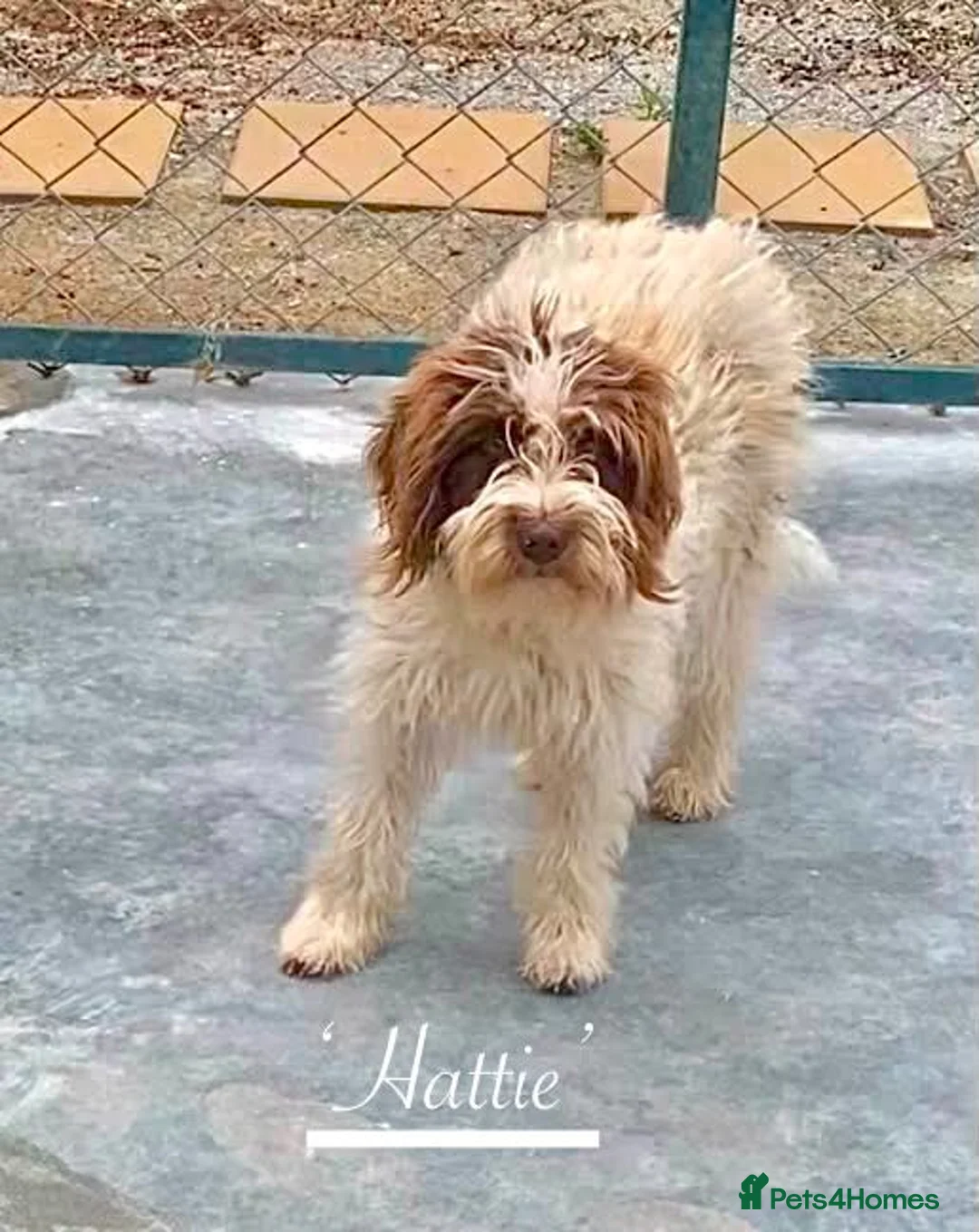 Mixed Breed dogs for adoption: Hattie. 5 yrs approx. Reserved STC.  - Advert 1