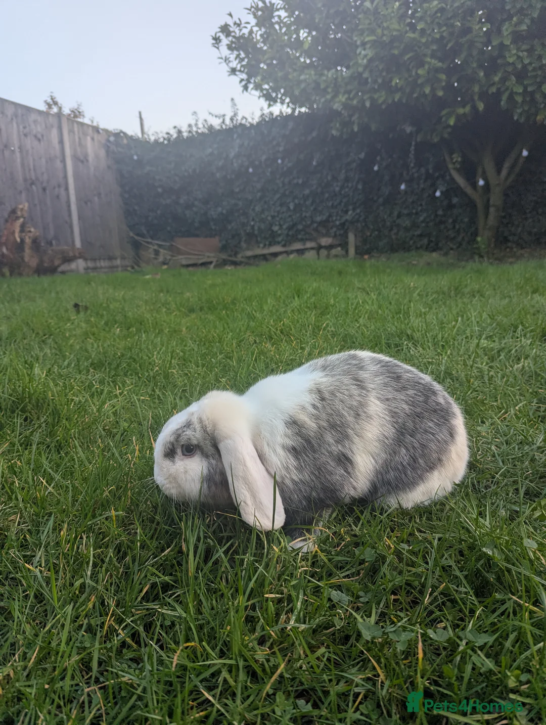 Mini Lop rabbits for sale: Pair of Mini Lop Rabbits Looking for a New Home in Ipswich - Advert 3