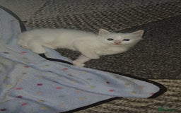 Turkish Angora cats for sale: Kitten 😺  - Image 3
