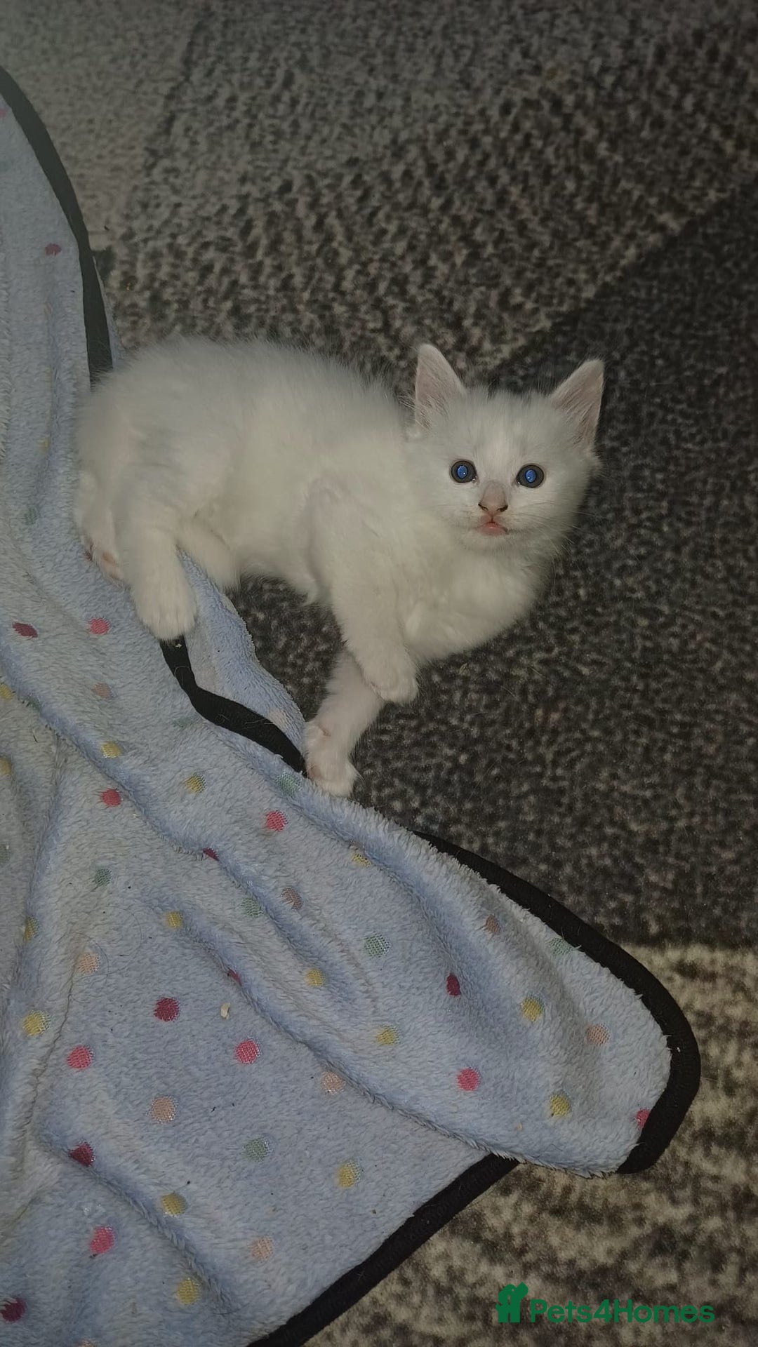 Turkish Angora cats for sale: Kitten 😺  - Image 3