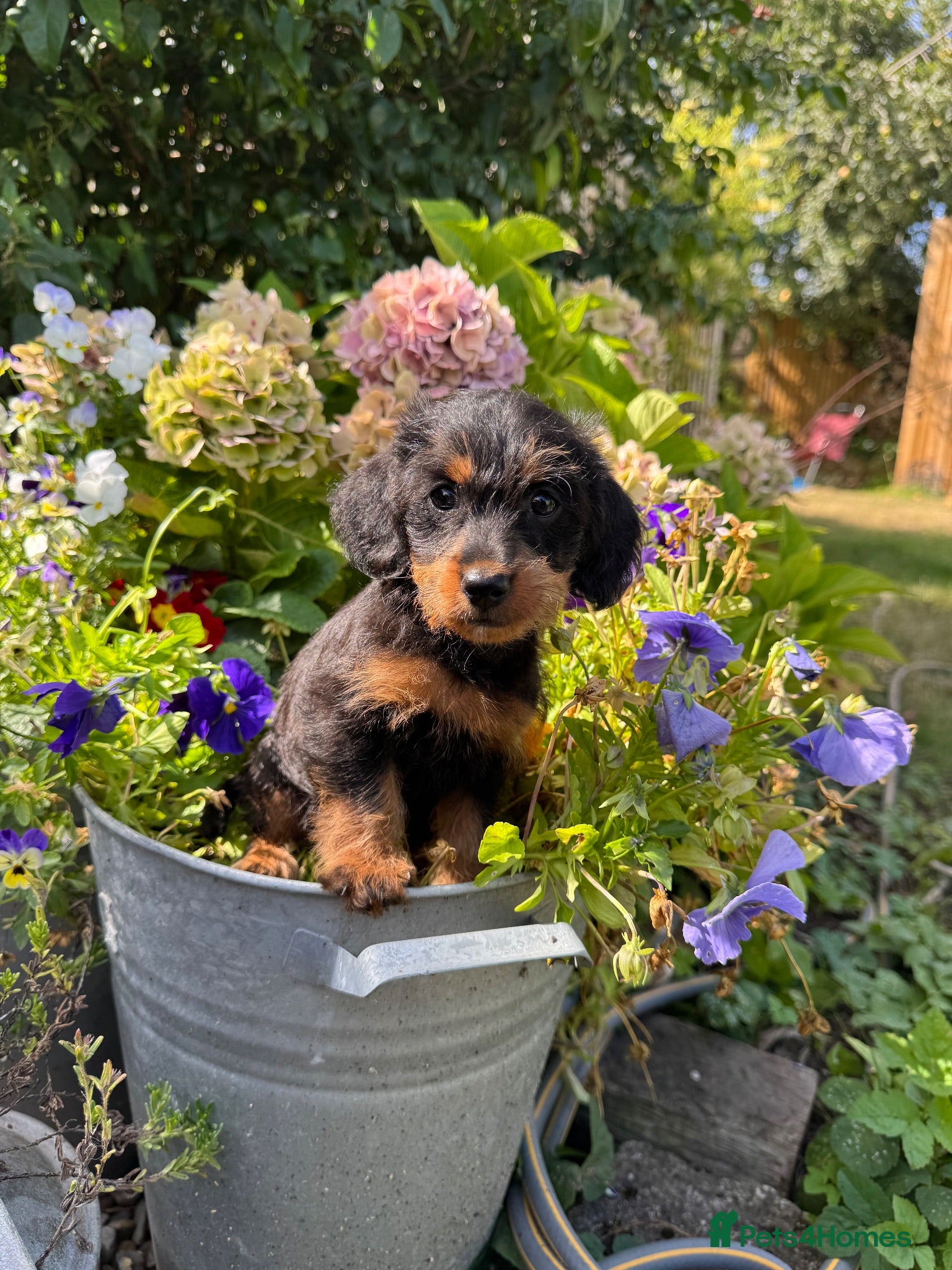 Doxiepoo dogs Adorable doxipoos  - Advert 2