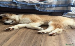 Akita dogs for sale: Japanese Akita Inu 4months old, purebred  - Image 4