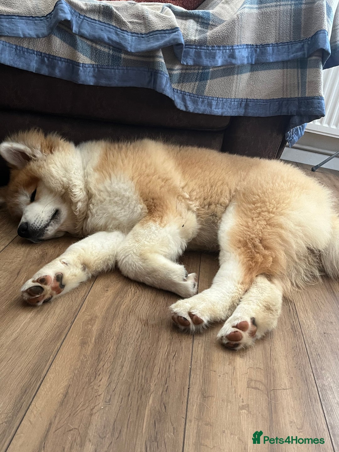 Akita dogs for sale: Japanese Akita Inu 4months old, purebred  - Image 4