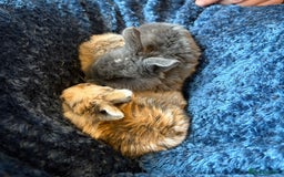 Mini Lop rabbits for sale: Pure Bred Mini Lop babies - Advert 38