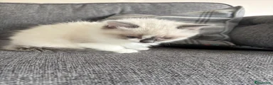 Ragdoll Kitten 2