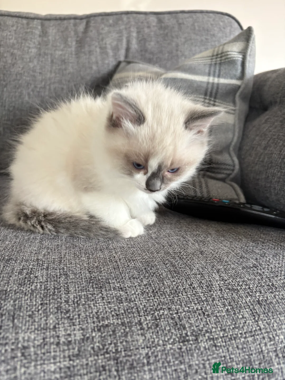 Ragdoll cats for sale: Part bred ragdoll kittens  - Advert 8