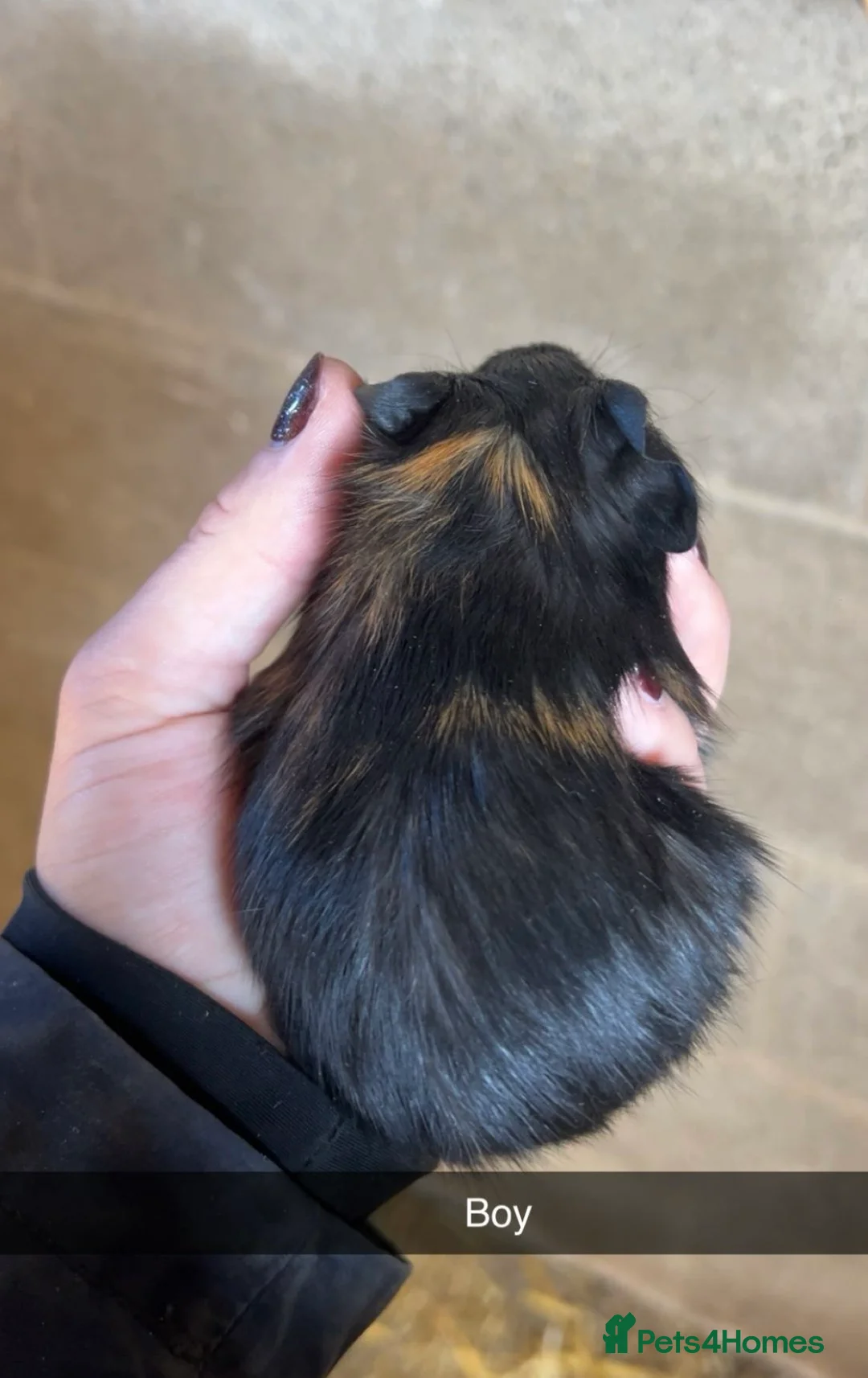 Guinea Pig rodents for sale: Lovely guinea pigs looking for their forever home  - Advert 9