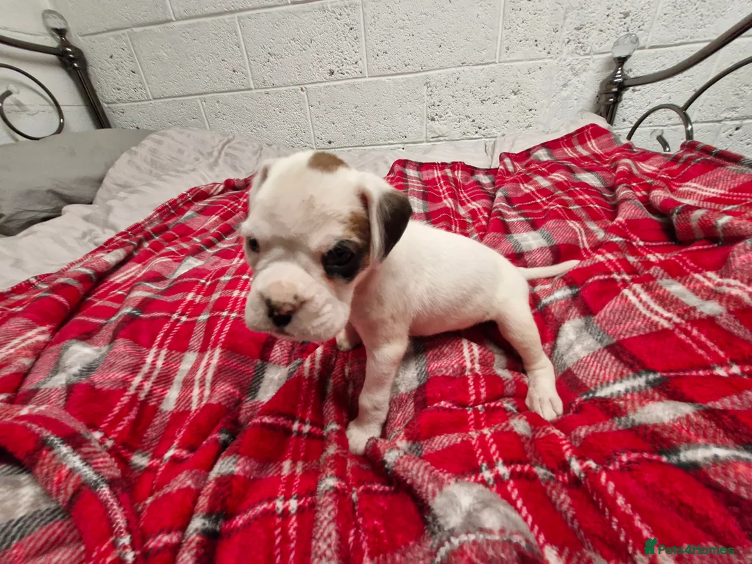 Boxer dogs for sale: Kc boxer puppies - Advert 3