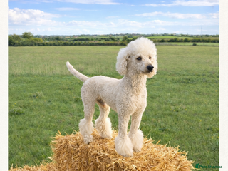 Standard Poodle dogs Proven Standard Poodle Stud Dog - Advert 4