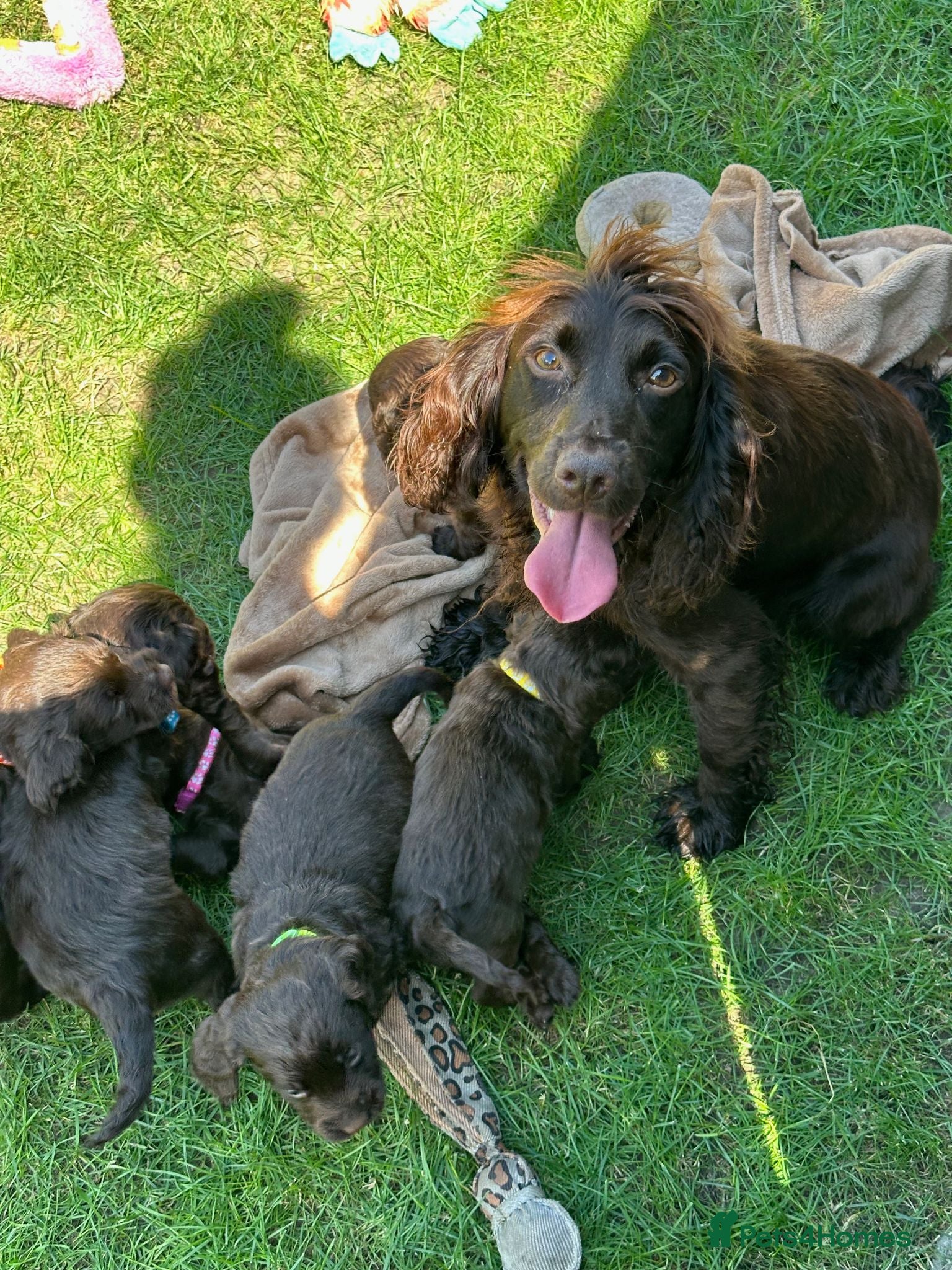 Cocker Spaniel dogs Working Cocker Spaniel Puppies  - Advert 2