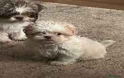 Shih Tzu dogs for sale: Beautiful shihtzu puppies  - Image 13