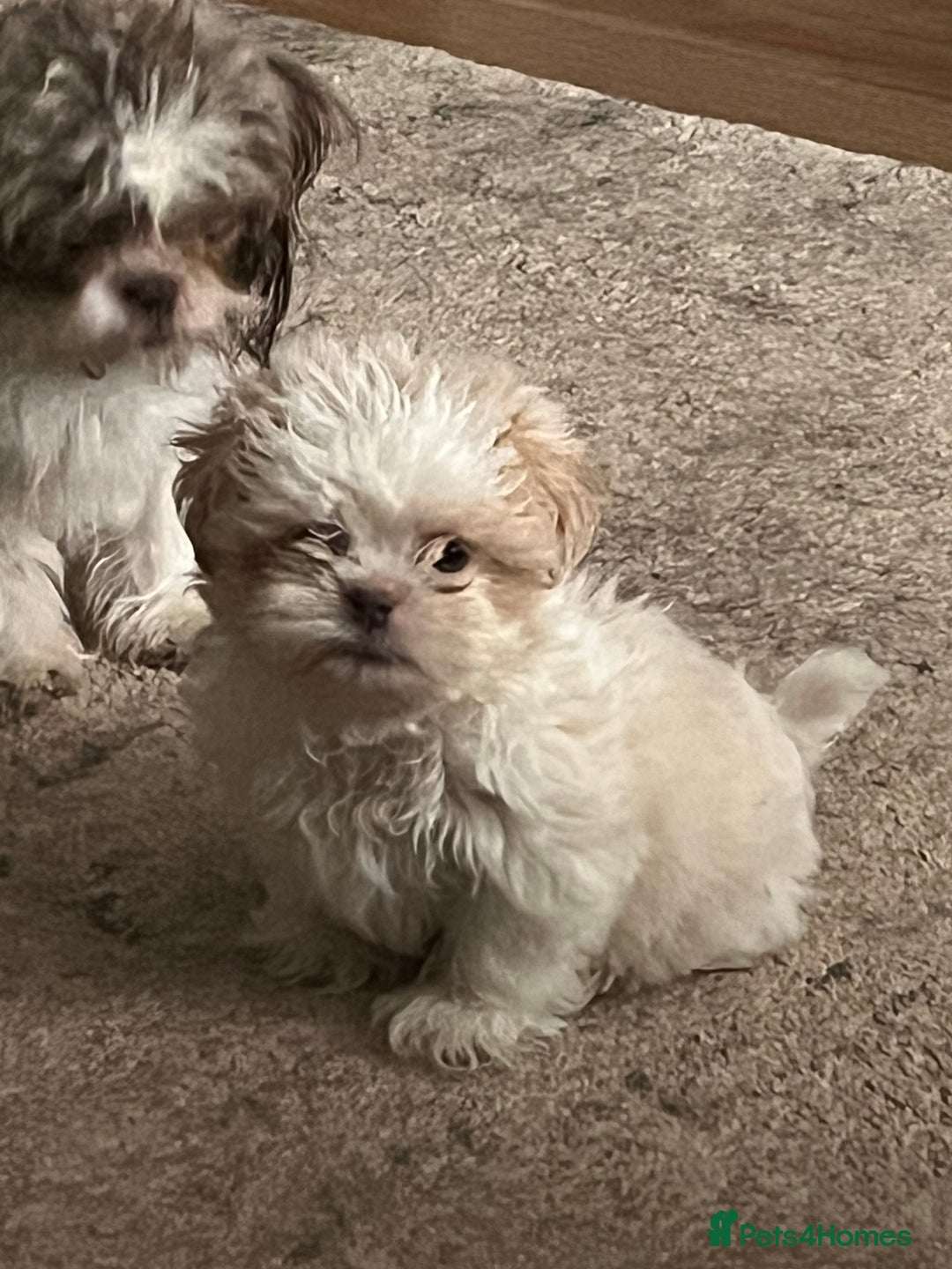 Shih Tzu dogs for sale: Beautiful shihtzu puppies  - Image 13