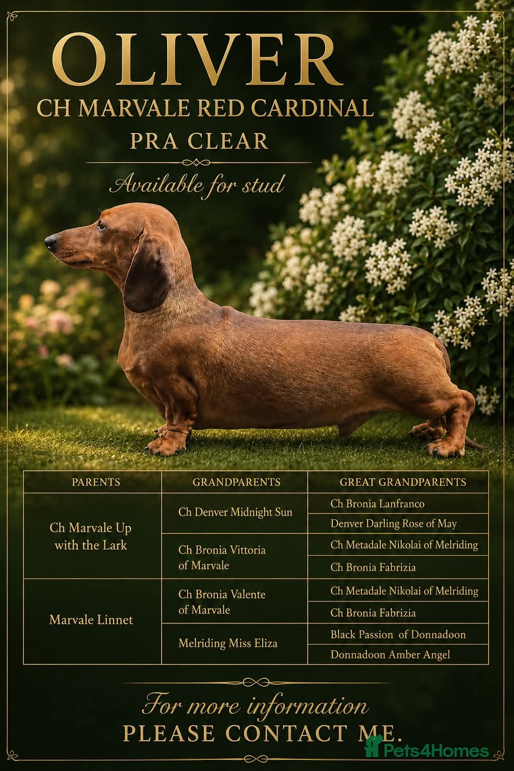 Dachshund dogs CH Marvale Red Cardinal - Advert 1