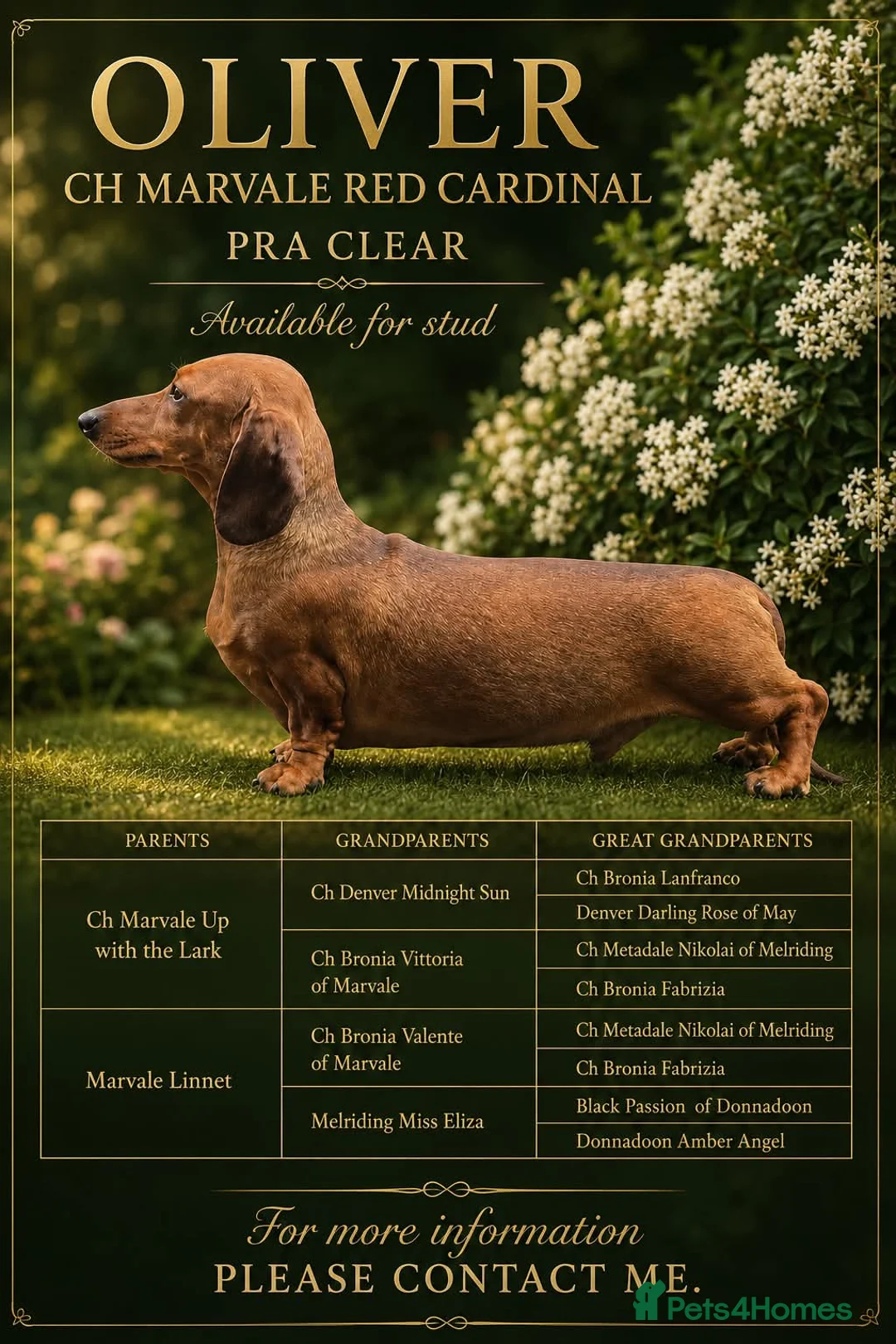 Dachshund dogs for stud: CH Marvale Red Cardinal - Advert 1
